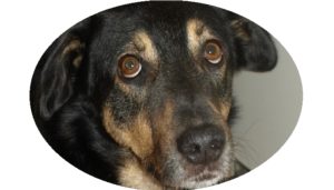 Mehr über den Artikel erfahren Ersetzen Hunde moderne Alarmanlagen?